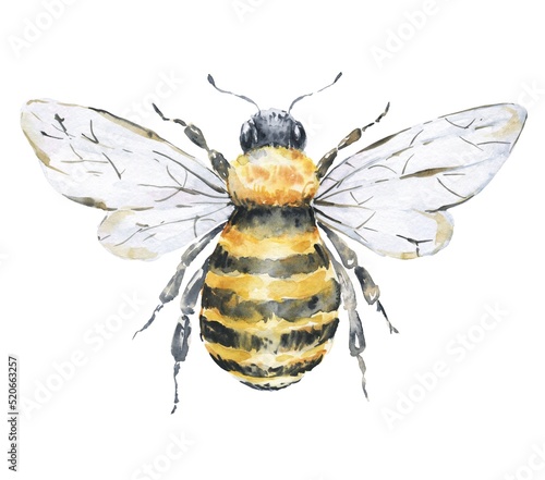 Fotografia, Obraz Honey bee on white background. Watercolor illustration. Top view.