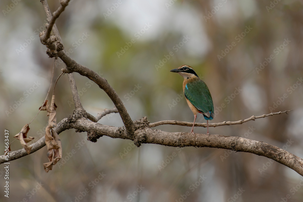 Beautiful Indian Pitta (Pitta brachyura) sitting on a branch in Bandhavgarh National Park in India                                     