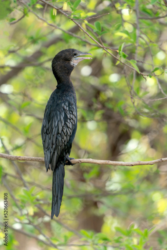 The little cormorant (Microcarbo niger) on a branch in Ranthambore national park India. 