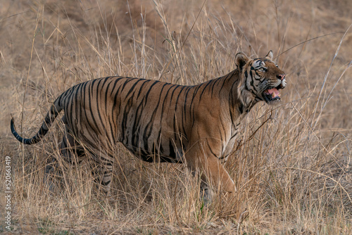  Tiger, Bengal Tiger (Panthera tigris Tigris), walking in Bandhavgarh National Park in India                                                                                                             © Albert Beukhof