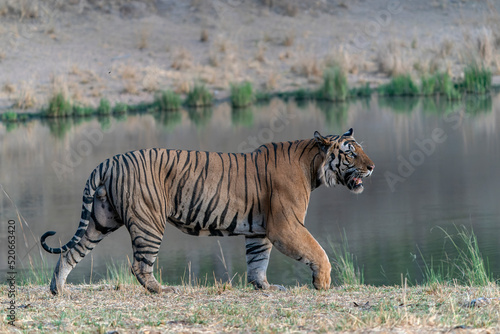  Tiger, Bengal Tiger (Panthera tigris Tigris), walking near a lake in Bandhavgarh National Park in India.                                                                    photo