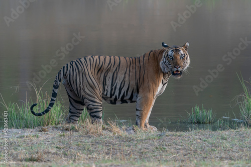   Tiger, Bengal Tiger (Panthera tigris Tigris), walking near a lake in Bandhavgarh National Park in India. Reflection in the water.                                                                     