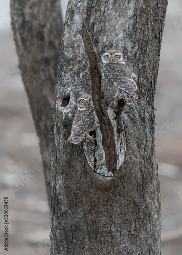 Two Spotted Owlet (Athene brama) in the forest of Ranthambore National Park, Wildlife Sanctuary, Ranthambhore, Sawai Madhopur, Rajasthan, India, Asia                                photo