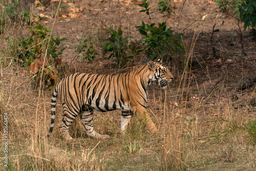 subadult cub Bengal Tiger (Panthera tigris Tigris) walking in Bandhavgarh National Park in India. Reflection in the water. 