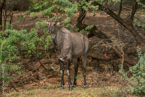 Nilgai (Boselaphus tragocamelus) in the forest of Ranthambore National Park in India. 
