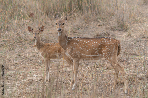 Mother and child chital also known as spotted Indian deer, chital deer, and axis deer (Axis axis) in Ranthambore national park India. 