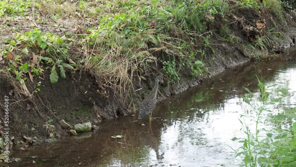 Baby Blue Heron Walking in Bull Creek - Paola KS Baby Blue Heron Walking in Bull Creek - Paola KS