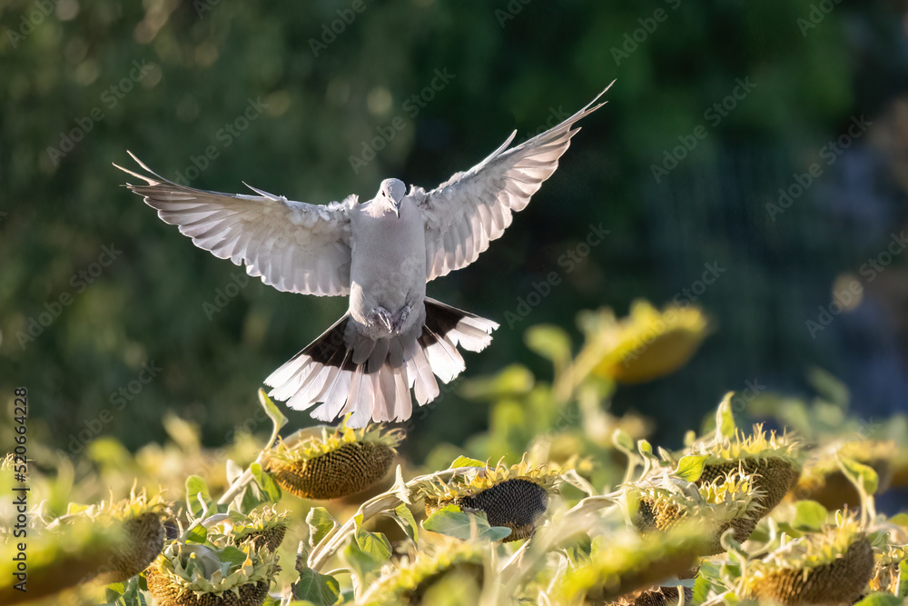 Obraz premium Pigeons eat sunflower seeds