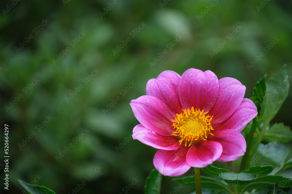 Background with bright pink flower on green background. Background with bright pink flower on green background.