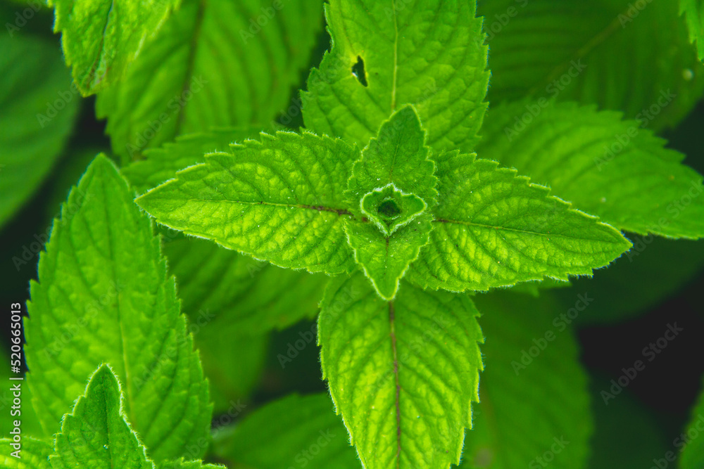 Background from green grass. Green leaves with water drops close up. Background from green grass. Green leaves with water drops close up.