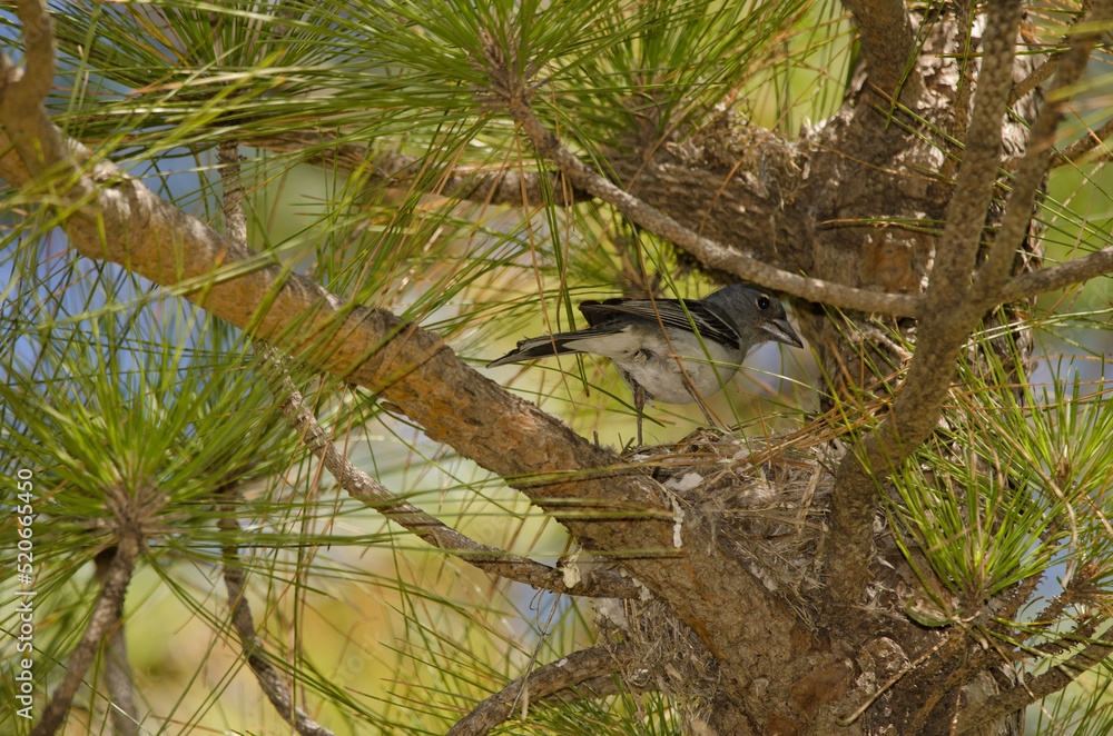 Male Gran Canaria blue chaffinch Fringilla polatzeki on the nest. The Nublo Rural Park. Tejeda. Gran Canaria. Canary Islands. Spain. Male Gran Canaria blue chaffinch Fringilla polatzeki on the nest. The Nublo Rural Park. Tejeda. Gran Canaria. Canary Islands. Spain.
