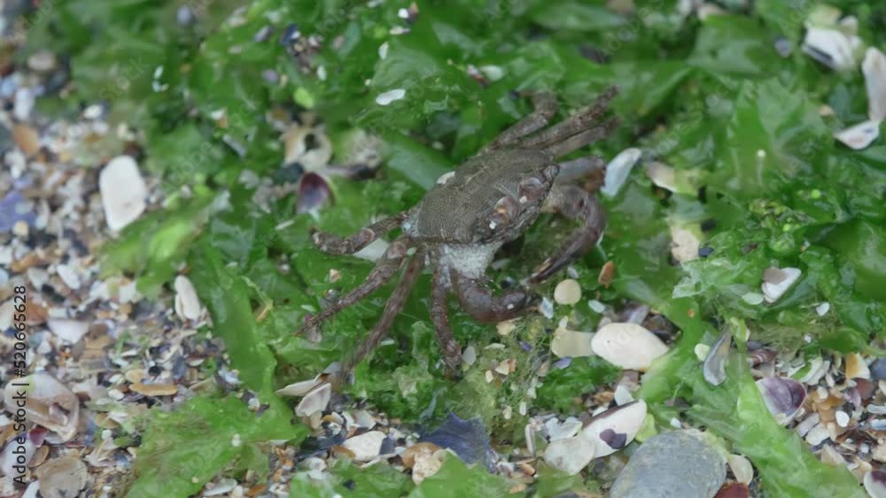 Crab crawling sideways on beach at the shore of the sea Crab crawling sideways on beach at the shore of the sea