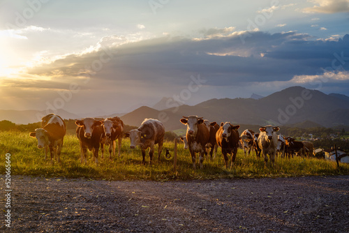 small group of cows against warm sunlight on green field below the gaisberg in Austria  cows looking in the camera.