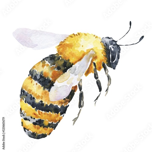 Fotografia Honey bee in profile on white background