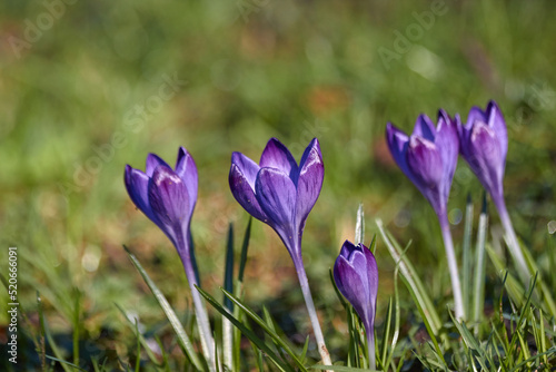 Purple Crocus Flowers and Green Grass