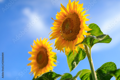 Sunflower in the abundance field with blue bright sky background