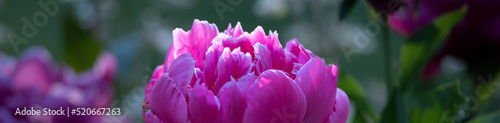 A horizontal banner of a single peony bloom with a hot pink large, airy blooms with a densely packed delicate, ruffled petals. Beautiful, Exquisite flowers with a delightful scent and bold foliage.  photo