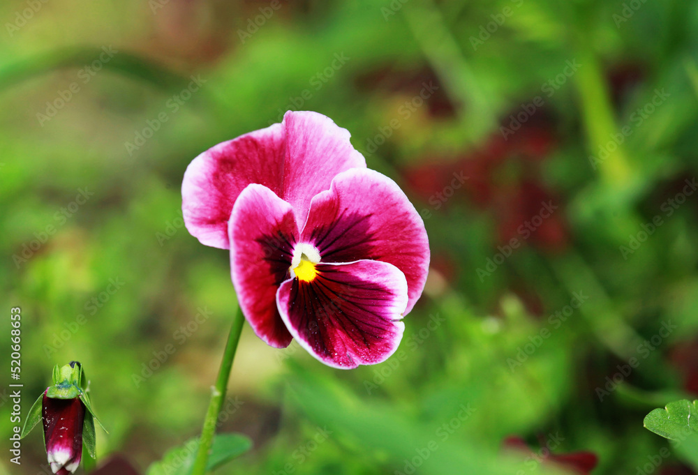 Closeup of colorful pansy flower in the garden. Selective focus. Closeup of colorful pansy flower in the garden. Selective focus.