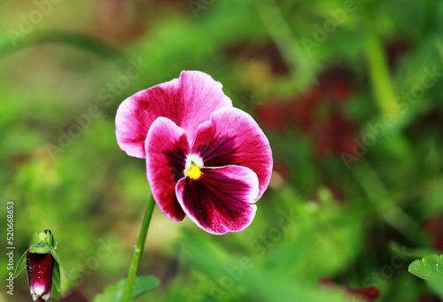 Closeup of colorful pansy flower in the garden. Selective focus.