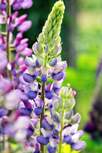 Bright lupine flower in a field in the sun  close-up  selective focus