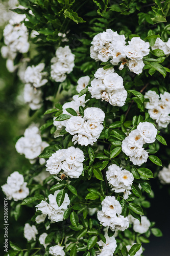 Beautiful curly rare decorative white roses bloom in the garden close-up. Photography of nature.