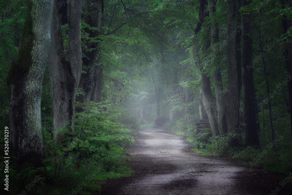Fototapeta premium Avenue in old foggy forest