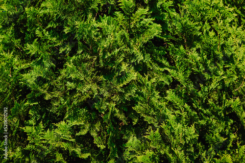 Background  texture of green cypress  arborvitae close-up. Photography of nature.