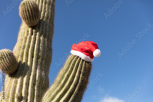 Christmas cactus tree with hat. Winter and Christmas concept photo