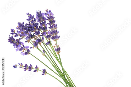 Several lavender flowers isolated on a white background. Small lavender bouquet on white.