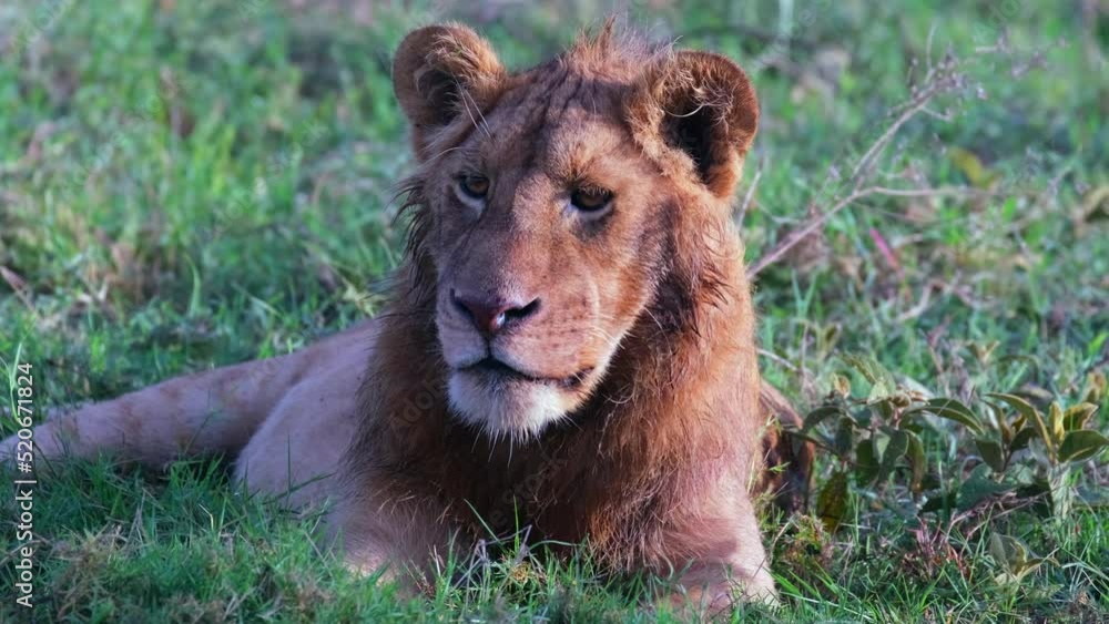 A young sad lion cub lies on the grass in the wild nature of the African savannah A young sad lion cub lies on the grass in the wild nature of the African savannah