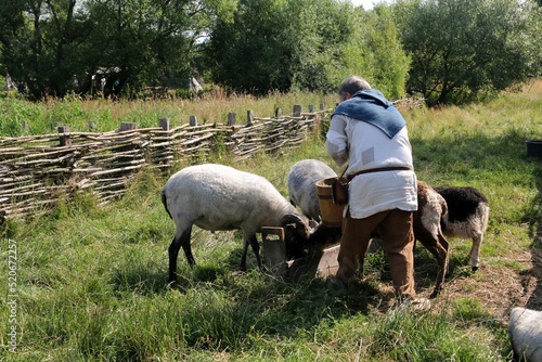 A Viking farmer dressed in traditional clothing feeding sheep at Ribe Viking Center Denmark
