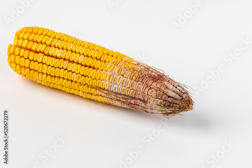 Gibberella ear rot on corn kernels. Fungus, mold, disease damage and prevention concept photo