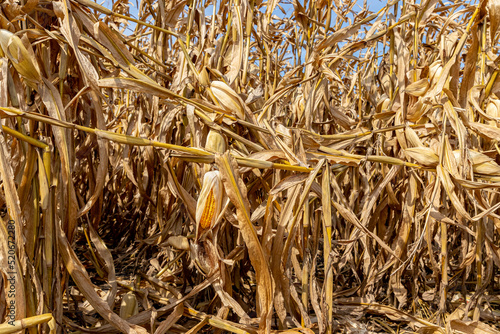 Fotografi Cornfield with cornstalks broken above ear