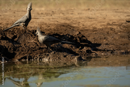 Grey go-away-birds (Crinifer concolor) at waterhole in Masahtu;  Botswana;  Africa photo