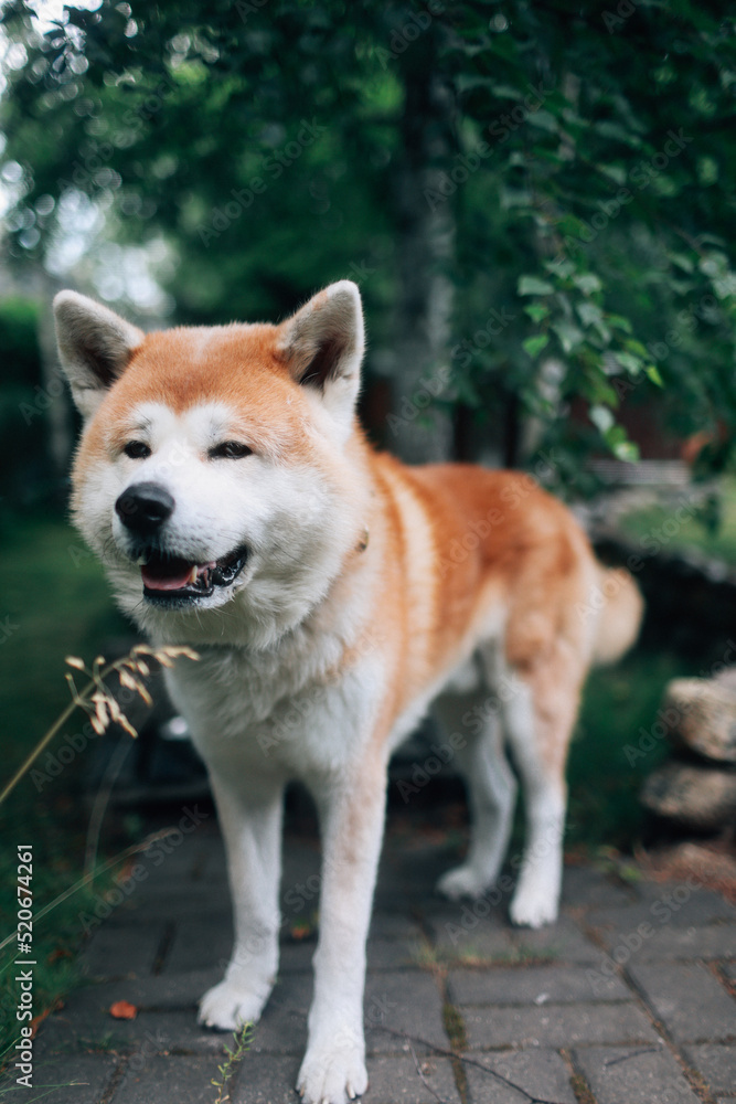 Akita inu dog in the garden
