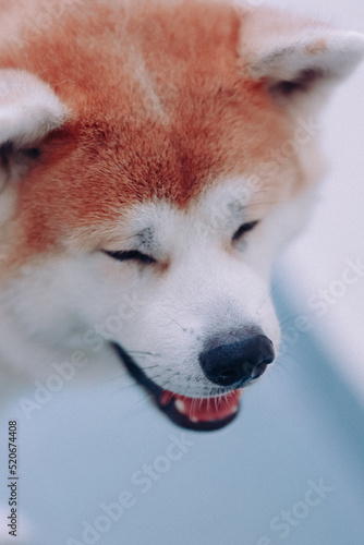akita inu dog smiling