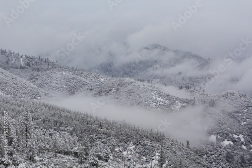 snowy pine mountains and fog