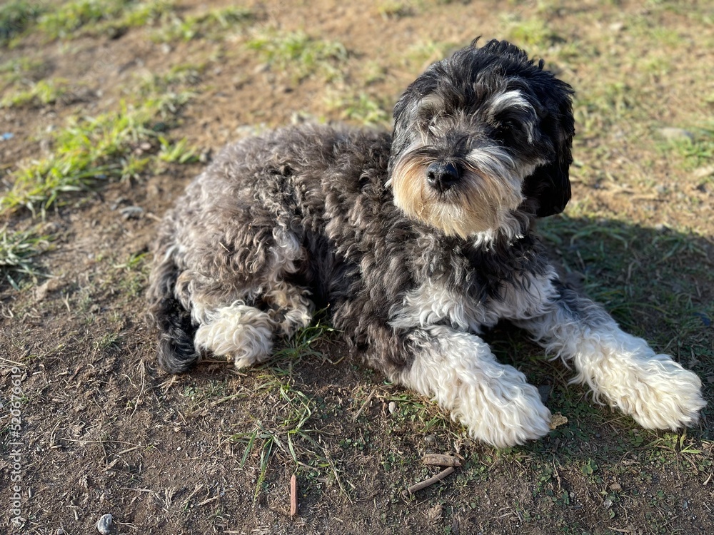 Photograph of a dog enjoying a pleasant sunset and in a natural environment
