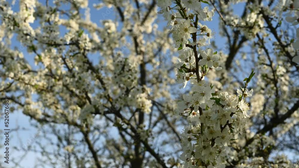 Cherry branches bloom in spring in the wind against a blue sky. Static camera. High quality 4k footage Cherry branches bloom in spring in the wind against a blue sky. Static camera. High quality 4k footage