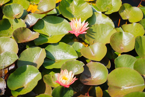 Beautiful pink water lilies in sunlight on a green background of nature, wild forest. A water lily blooming in a pond is surrounded by leaves. The lotus flower. Decoration in the park.