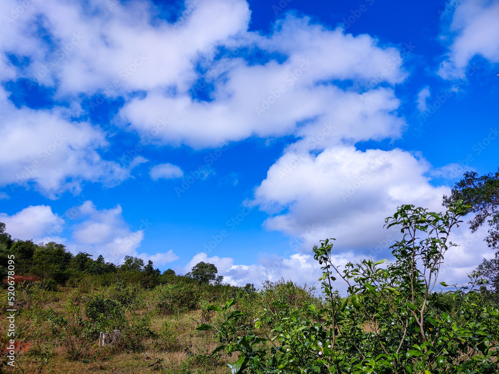clouds over the forest clouds over the forest