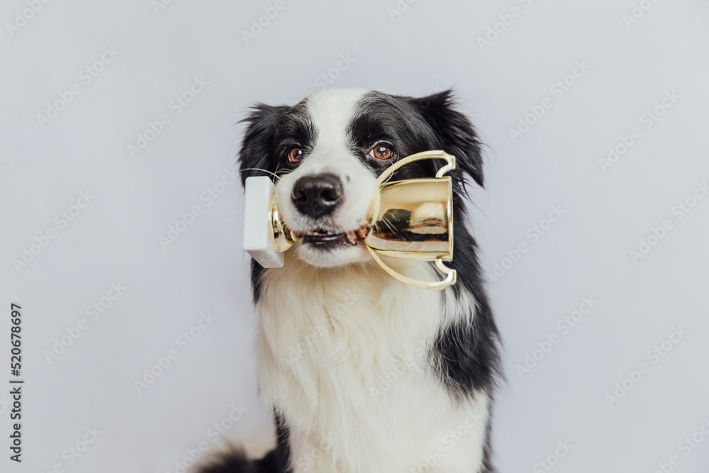 Cute puppy dog border collie holding gold champion trophy cup in mouth isolated on white background. Winner champion funny dog. Victory first place of competition. Winning or success concept
