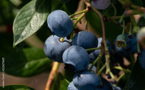 Blueberries, fruit ripening on shrubs in the sun. Dark blueberry fruit growing in an orchard. Blueberry plant in the sun. Violet berries on bushes.