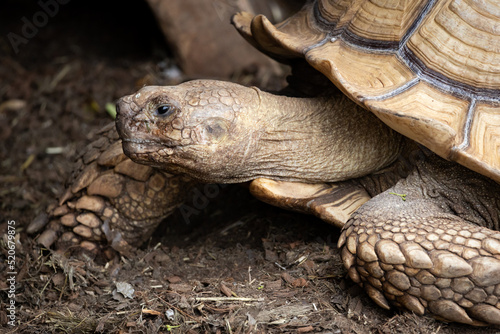 Bilde på lerret Sulcata Tortoise on a hot day at an animal sanctuary in Locus Grove Georgia