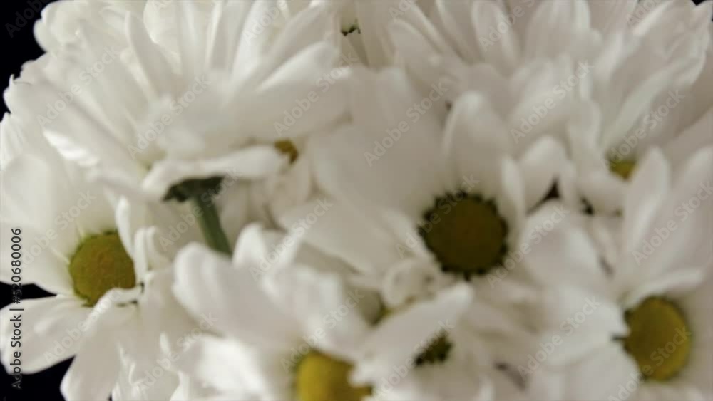 White romantic flowers White romantic flowers