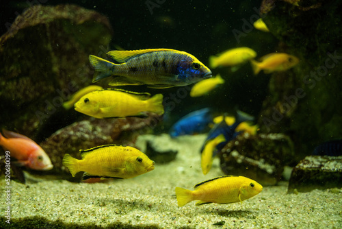 Otopharynx lithobates and electric yellow cichlid swimming underwater photo