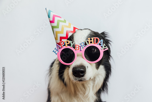 Fototapeta Naklejka Na Ścianę i Meble -  Happy Birthday party concept. Funny cute puppy dog border collie wearing birthday silly hat and eyeglasses isolated on white background. Pet dog on Birthday day