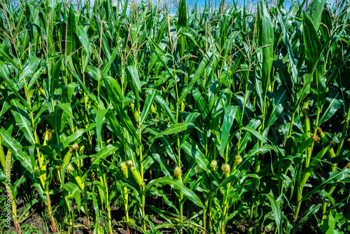 Kukurydza, rosnąca kukurydza, kukurydza na polu, kolby kukurydzy photo