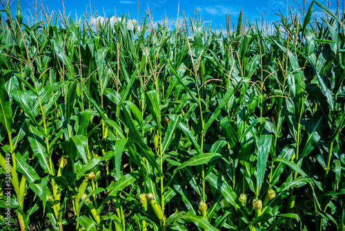 Kukurydza, rosnąca kukurydza, kukurydza na polu, kolby kukurydzy photo