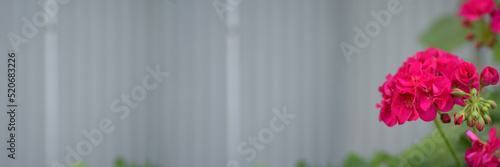  minimalism lifestyle one pelargonium flower on a gray background banner background for writing high quality photo